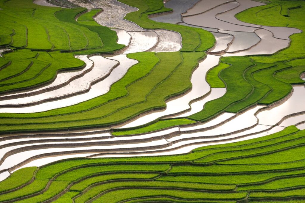 Aerial Photography of Green Rice Terraces